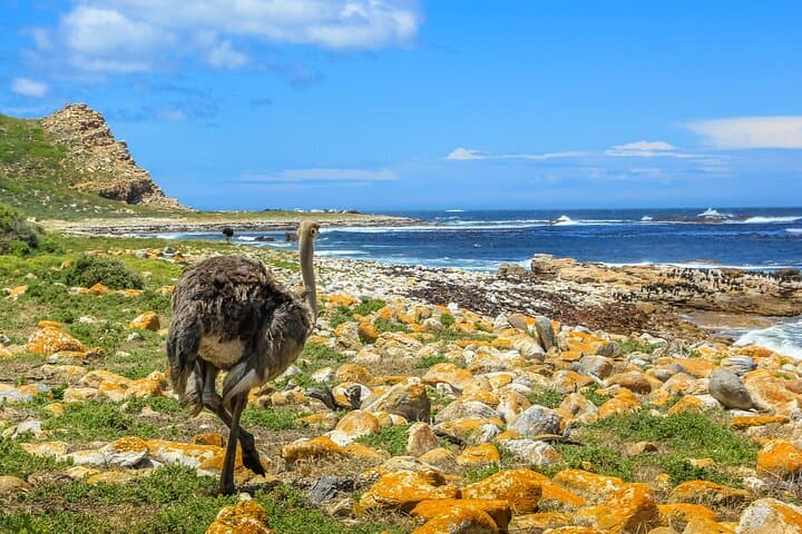 Cape Town Top 10 Super Tour — Table Mountain, Boulders Penguins & Cape of Good Hope Day Trip photo 6