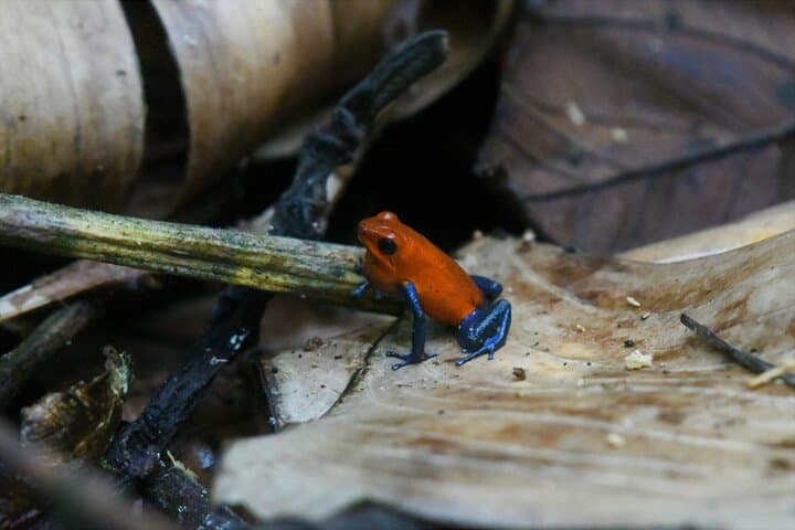 Hanging Bridges Walk in Costa Rica — Arenal Canopy Trail (3.2 km) photo 4