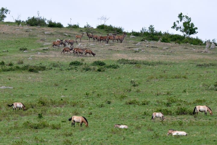 Essence of Mongolia: 3-Day Ger Stays, Dunes and Wild Takhi Horses photo 4