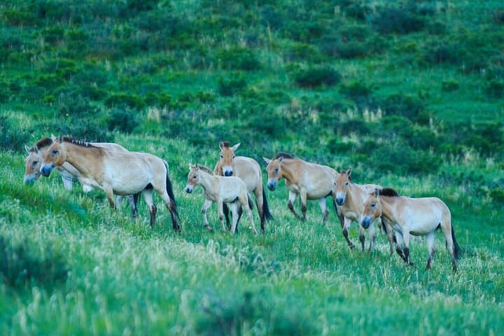 Essence of Mongolia: 5-Day Ger Stays, Kharkhorum & Hustai Wild Horses photo 5