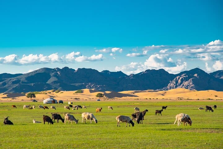 Essence of Mongolia: 4-Day Ger Camp, Dunes & Wild Takhi Horses