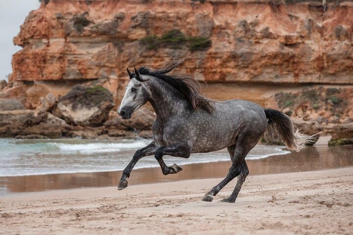 Horseback Swimming and Turtle Encounters at Nungwi Beach, Zanzibar