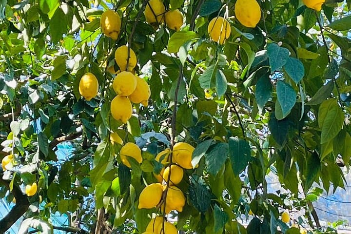 Sorrento Lemon Grove Tour: History, Tasting & Limoncello on the Peninsula photo 3