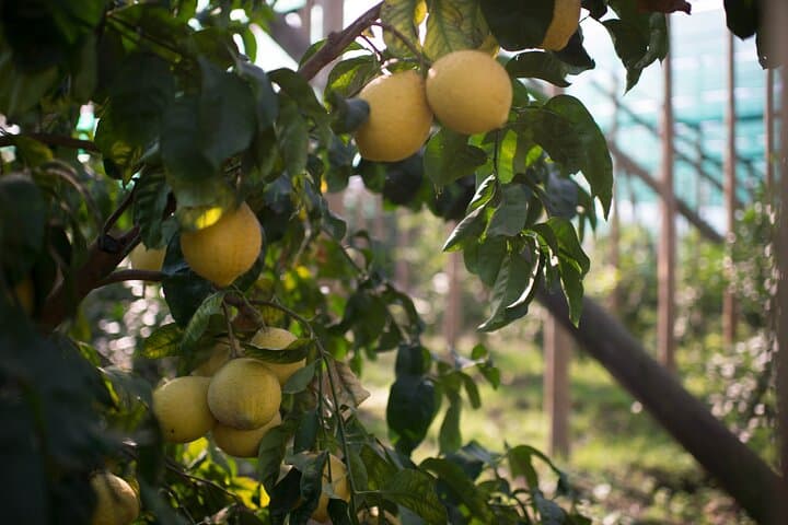 Sorrento Lemon Grove Tour: History, Tasting & Limoncello on the Peninsula photo 6