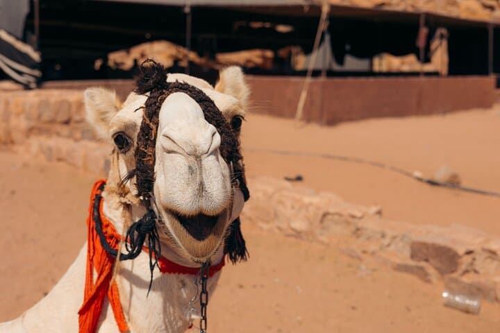 Wadi Rum Camel Sunrise & Sunset Tours — Magic Bedouin Star Experience photo 4