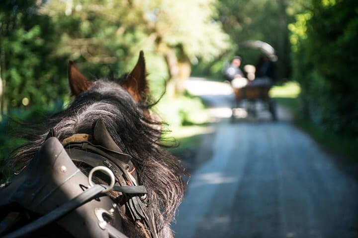 Private Killarney Jaunting Car Tour & Afternoon Tea — Ross Castle and National Park Ride photo 6