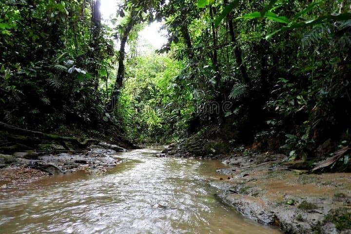 Private Amazon Jungle Tour from Puyo — Caves, Community & Lunch photo 2