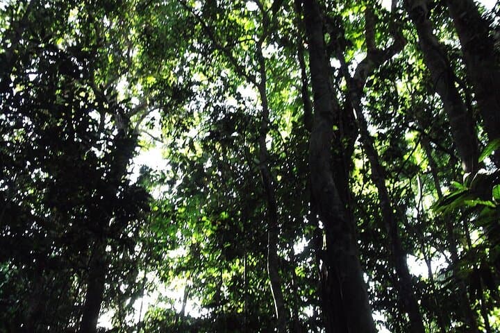 Private Amazon Jungle Tour from Puyo — Caves, Community & Lunch photo 3