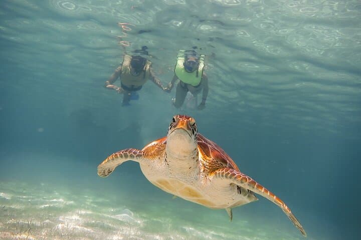 Akumal Turtles and Cenote Snorkel Tour — Riviera Maya Day Trip