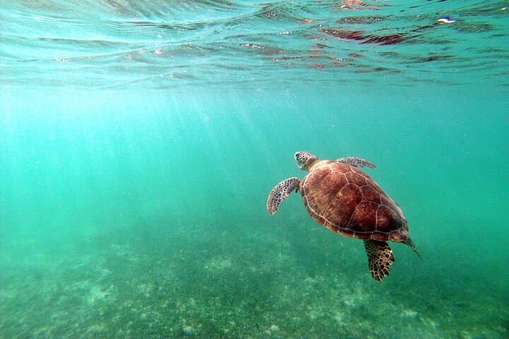 Akumal Turtles and Cenote Snorkel Tour — Riviera Maya Day Trip photo 2