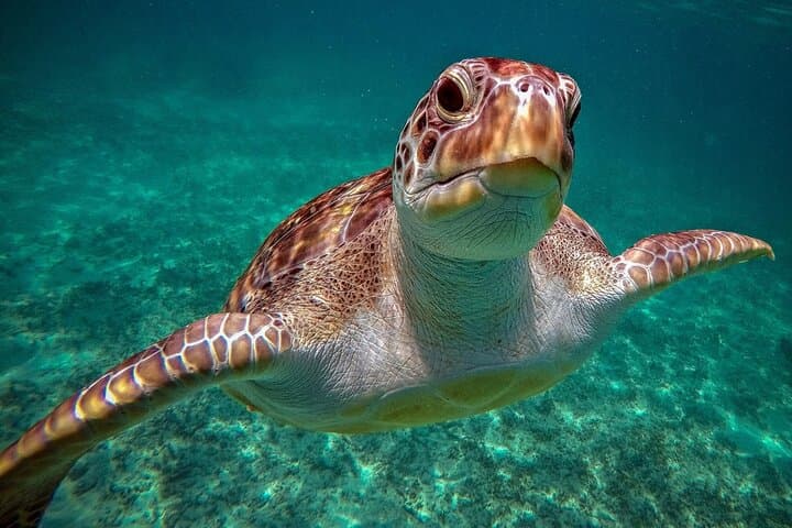 Akumal Turtles and Cenote Snorkel Tour — Riviera Maya Day Trip photo 3