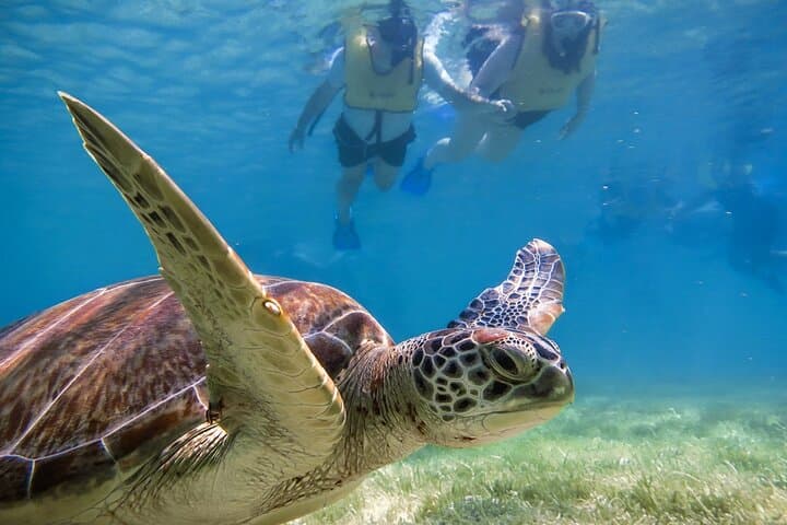 Akumal Turtles and Cenote Snorkel Tour — Riviera Maya Day Trip photo 4