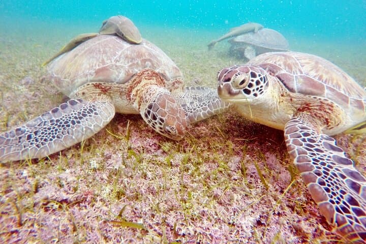 Akumal Turtles and Cenote Snorkel Tour — Riviera Maya Day Trip photo 5
