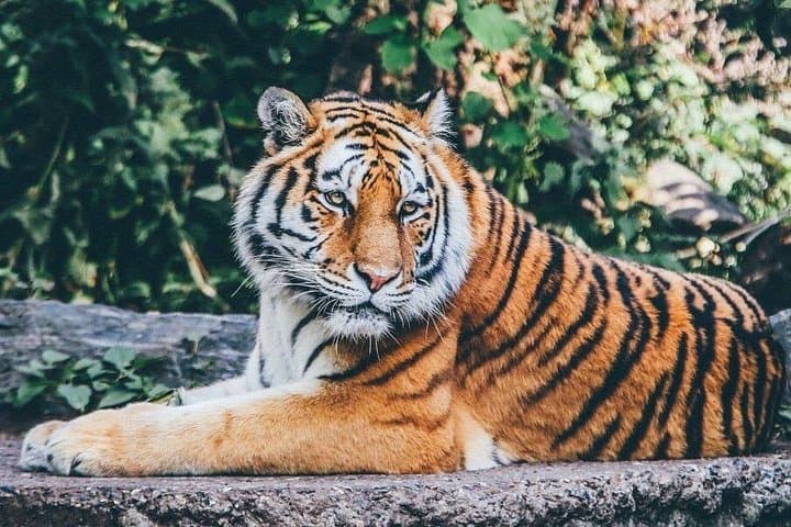 Ranthambore Tiger Safari from Delhi — 3-Day Wildlife & Fort Tour photo 1