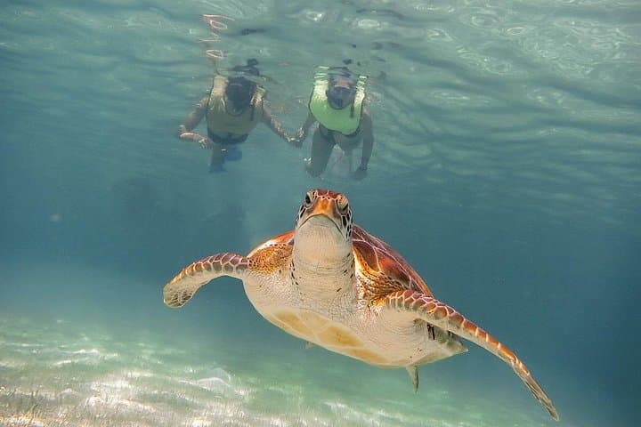 Snorkel Akumal: Full-Day Sea Turtle & Cenote Adventure from Cancun photo 2