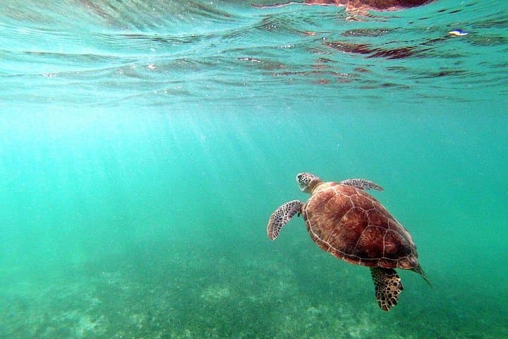 Snorkel Akumal: Full-Day Sea Turtle & Cenote Adventure from Cancun photo 3