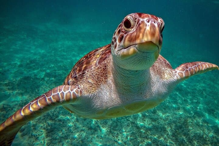 Snorkel Akumal: Full-Day Sea Turtle & Cenote Adventure from Cancun