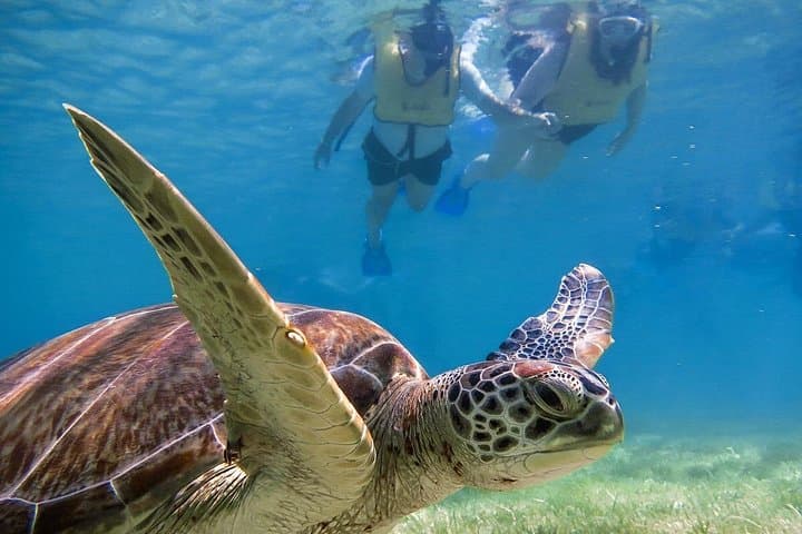 Snorkel Akumal: Full-Day Sea Turtle & Cenote Adventure from Cancun photo 4