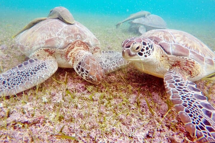 Snorkel Akumal: Full-Day Sea Turtle & Cenote Adventure from Cancun photo 5