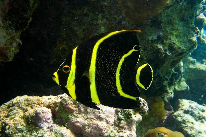 Snorkel Akumal: Full-Day Sea Turtle & Cenote Adventure from Cancun photo 6