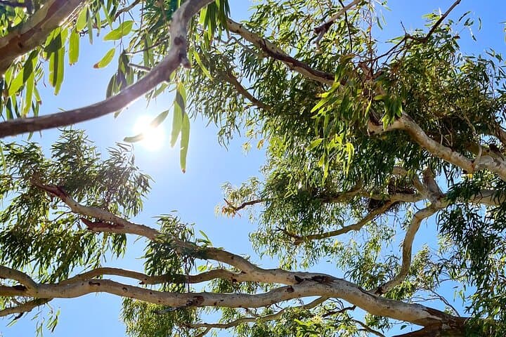 Morning Murchison River Cruise — Kalbarri Wildlife & River Mouth Experience photo 2