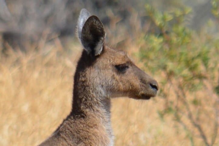 Morning Murchison River Cruise — Kalbarri Wildlife & River Mouth Experience photo 4