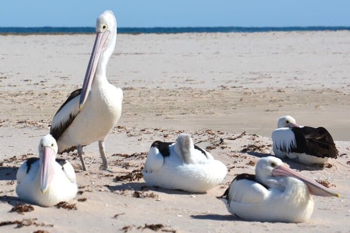 Morning Murchison River Cruise — Kalbarri Wildlife & River Mouth Experience photo 6