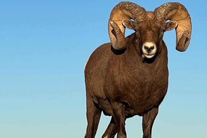 Wildlife Biologist's Field Expedition in Badlands National Park — Discover Fossils, Bison & Agate Fields