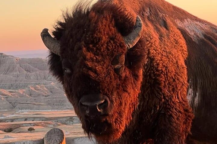Wildlife Biologist's Field Expedition in Badlands National Park — Discover Fossils, Bison & Agate Fields photo 3