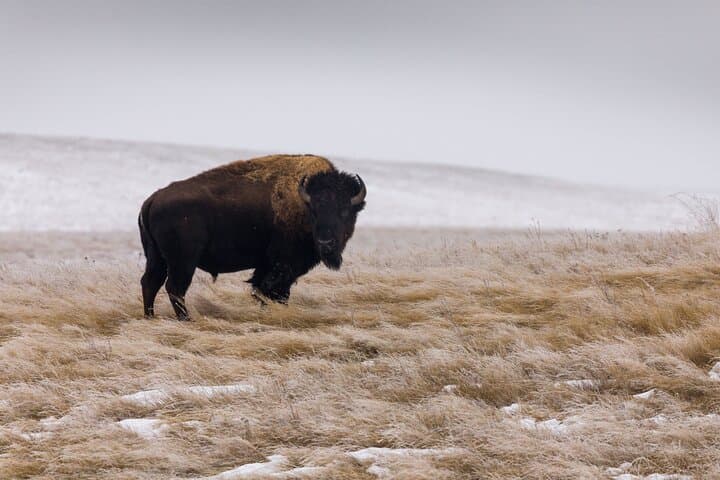 Frozen Frontier: Badlands Winter Expedition — Private Winter Tour from Rapid City photo 3