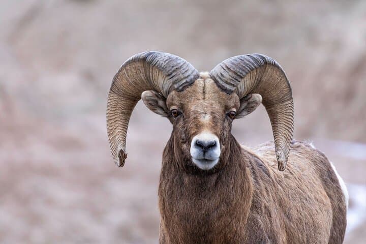 Frozen Frontier: Badlands Winter Expedition — Private Winter Tour from Rapid City photo 4