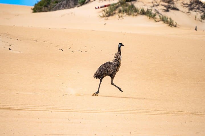 Coffin Bay National Park Half-day 4WD Tour — Sand Dunes, Emus & Reef Lookouts photo 3