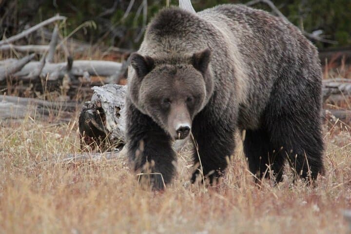 Half-Day Private Scenic & Wildlife Tour in Grand Teton National Park photo 1