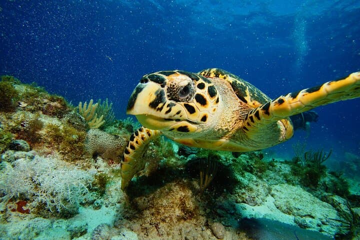 Two Reefs Certified Dives in Cancun: Punta Negra & Grampin Reefs photo 5