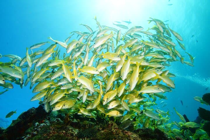Two Reefs Certified Dives in Cancun: Punta Negra & Grampin Reefs photo 2
