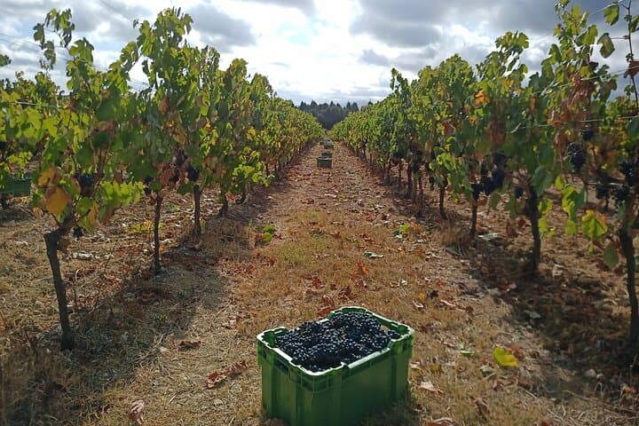 Bairrada Winery Route: Half-Day Cellar Tour and Vineyard Views from Coimbra photo 6