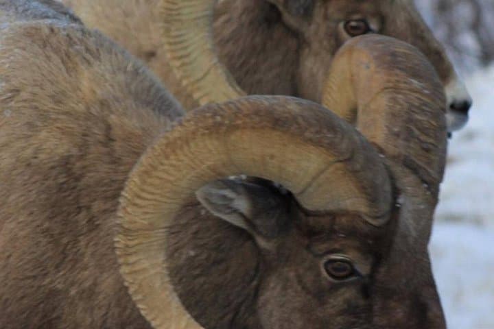 Half-Day Private Scenic & Wildlife Tour in Grand Teton National Park photo 3