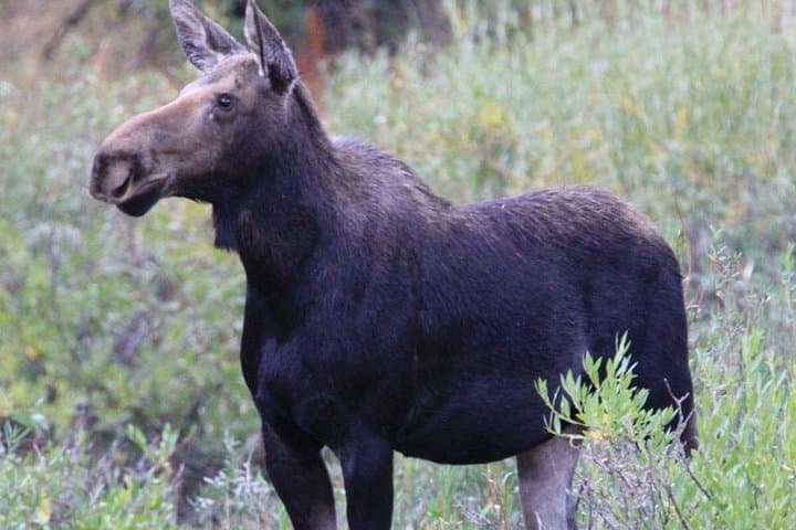 Half-Day Private Scenic & Wildlife Tour in Grand Teton National Park photo 4