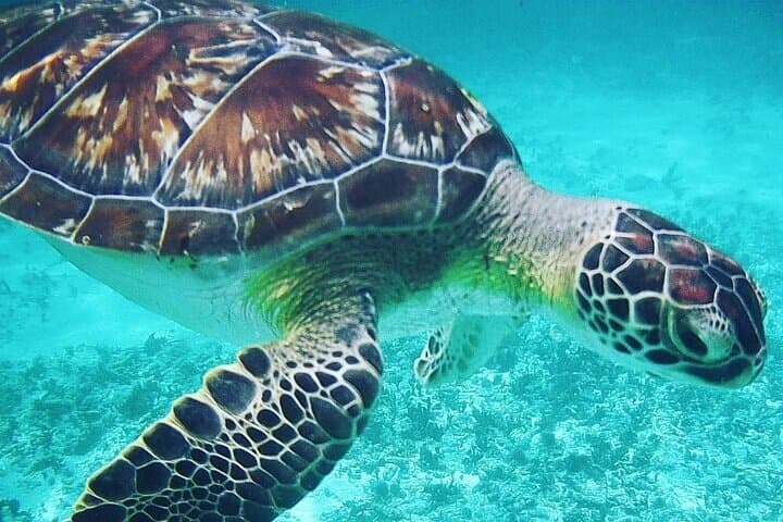 Tulum Ruins and Akumal Turtle Snorkel: Day Trip from Cancun photo 2