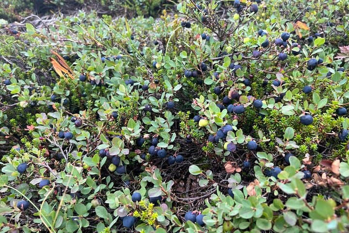 Full-Day Alaskan Hiking Adventure to Williwaw or Symphony Lakes photo 4