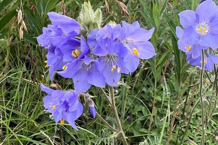 Glen Alps Nature Walk in Chugach State Park — Easy Flora & Wildlife Hike Near Anchorage photo 3
