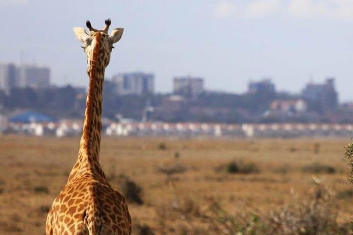 Exploring Nairobi National Park: Urban Safari Experience Near the City photo 2