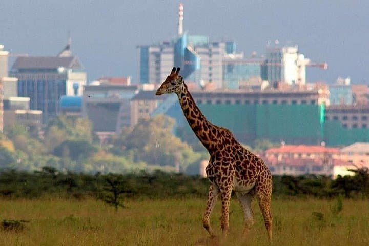 Exploring Nairobi National Park: Urban Safari Experience Near the City photo 1
