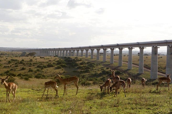 Exploring Nairobi National Park: Urban Safari Experience Near the City photo 3
