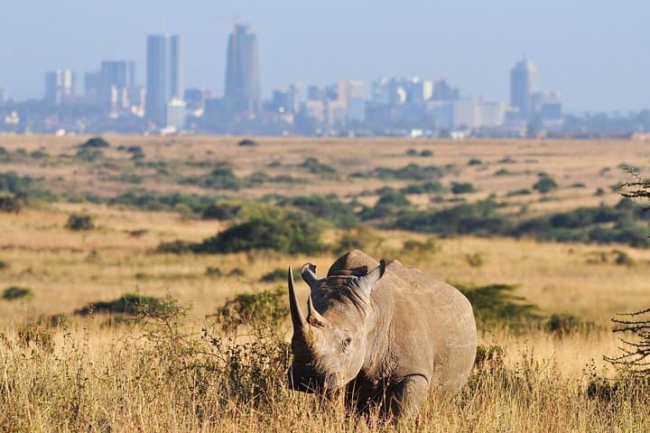 Exploring Nairobi National Park: Urban Safari Experience Near the City photo 4
