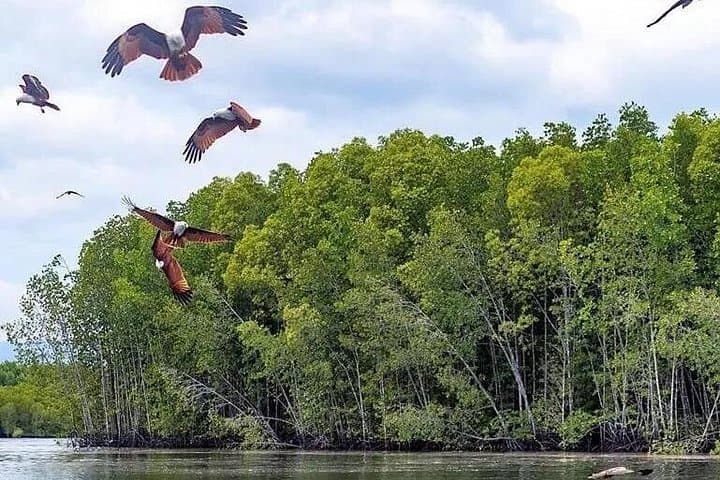 Langkawi SkyCab, Sky Bridge & Tanjung Rhu Mangrove Private Tour with Lunch photo 4