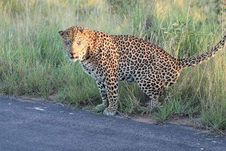 Three-Day Private Kruger Game Drive — Big Five, Wild Dogs & River-Facing Lodging photo 5