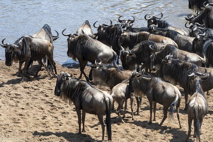5-Day Masai Mara & Rift Valley Wildebeest Migration Luxury Safari photo 3