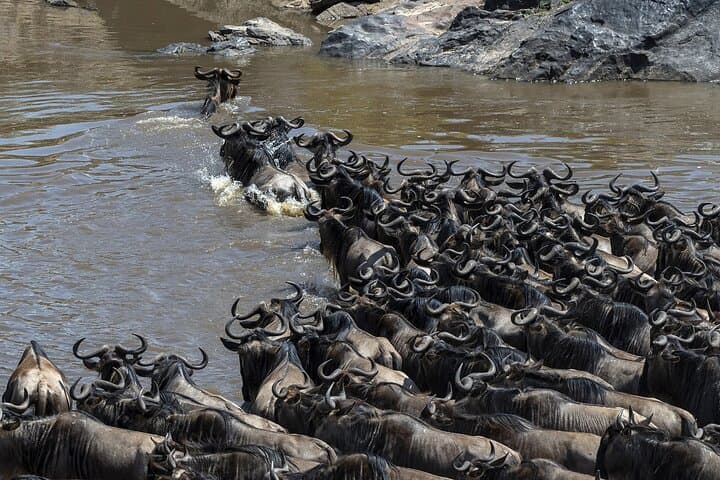 5-Day Masai Mara & Rift Valley Wildebeest Migration Luxury Safari photo 4