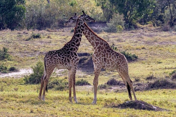 5-Day Masai Mara & Rift Valley Wildebeest Migration Luxury Safari photo 5